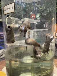 首爾親子家庭遊｜過千種動物的室內動物園｜水豚