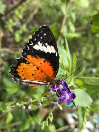Fluttering Romance: A Couple’s Trip to Entopia Butterfly Farm 🦋❤️