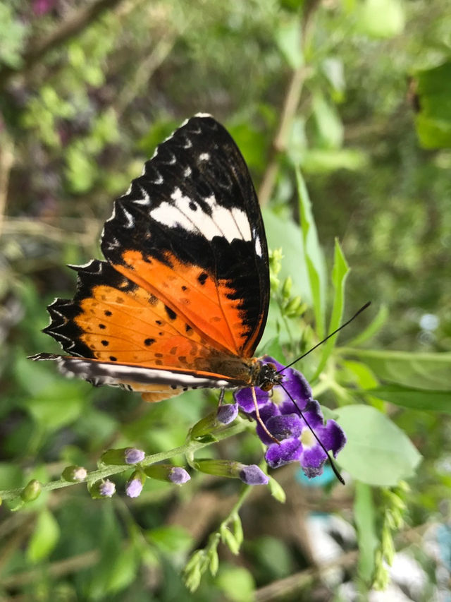 Fluttering Romance: A Couple’s Trip to Entopia Butterfly Farm 🦋❤️