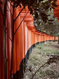🇯🇵 Kyoto’s Beauty: Rising Sun Above the Crowds