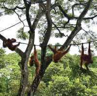 A Safari in the City: Majestic Creatures and Lush Landscapes at Singapore Zoo