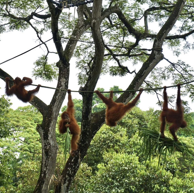 A Safari in the City: Majestic Creatures and Lush Landscapes at Singapore Zoo