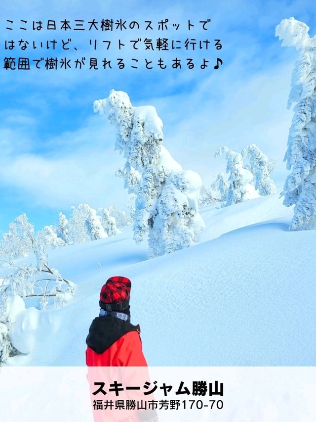 【日本全域】冬ならではの大絶景「日本三大樹氷 3選+α⁡⁡」