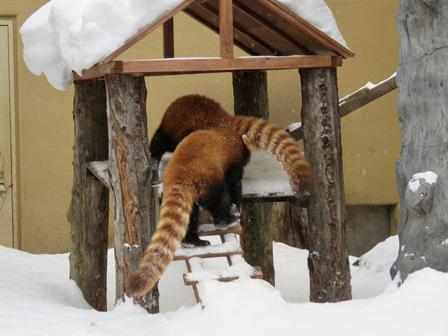 🇯🇵 北海道雪地上的企鵝遊行🐧
