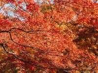วัดโทฟุคุจิ (Tofukuji Temple)