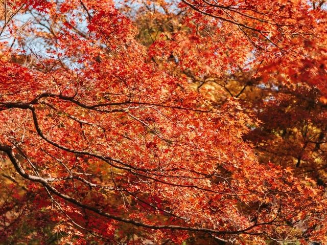วัดโทฟุคุจิ (Tofukuji Temple)