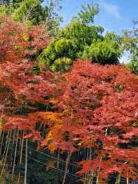 自然に溶け込む県下随一の紅葉の名所