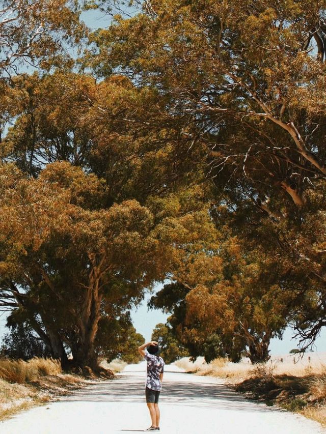 🌊 Discover the Charm of Port Neill, South Australia 🇦🇺