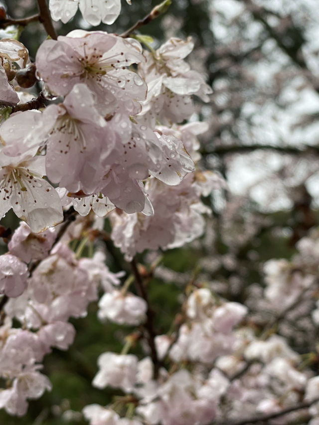 京都|京都賞櫻秘境府立植物園 130種櫻花交織春日美好