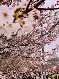 鎮海｜粉紅櫻花交織的軍港節 春日最浪漫的祭典