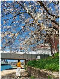 จุดชมซากุระ รอบๆเมือง Fukuoka