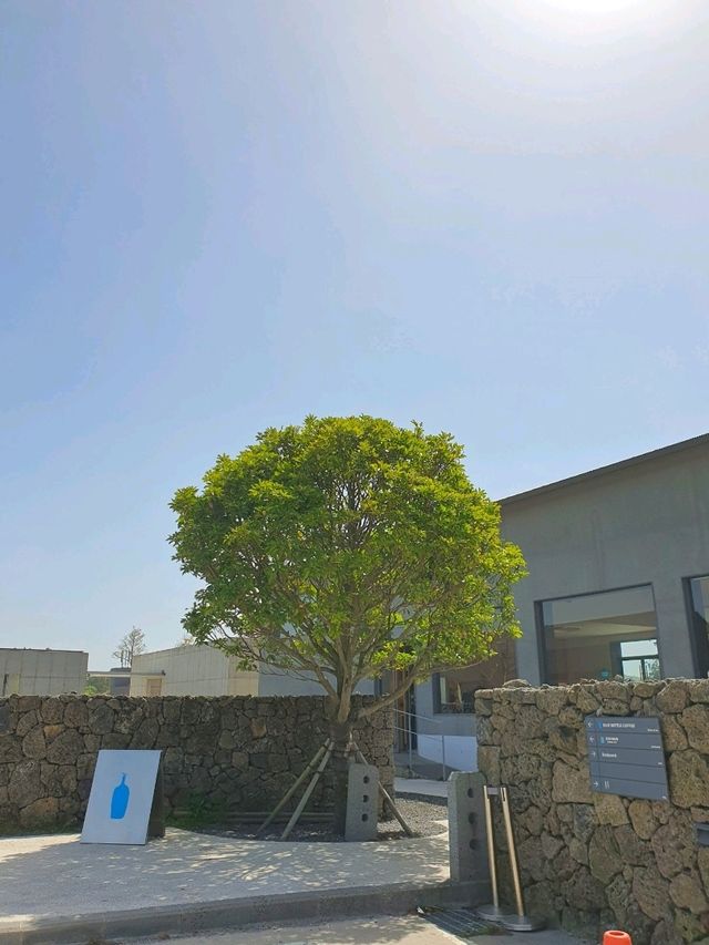 제주 블루보틀 카페 – 자연과 어우러진 특별한 커피 경험