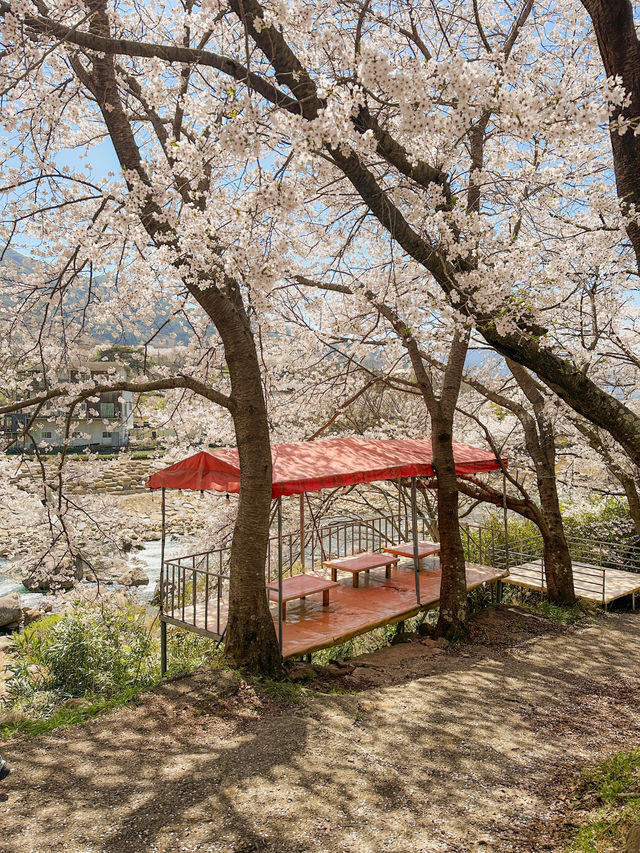 도로 전체가 벚꽃으로 뒤덮이는 십리벚꽃길🌸