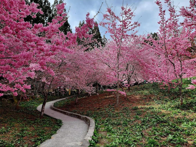 福壽山農場|千櫻園櫻花美景