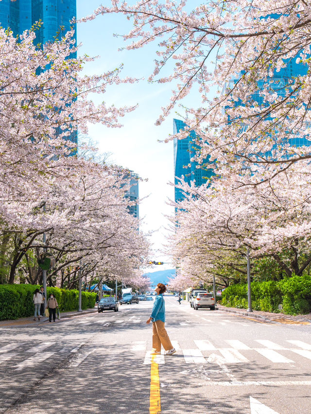 마린시티와 벚꽃을 나란히! 부산 해운대 벚꽃🌸💗