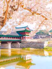 경주 월정교에서 만나는 분홍빛 벚꽃🌸