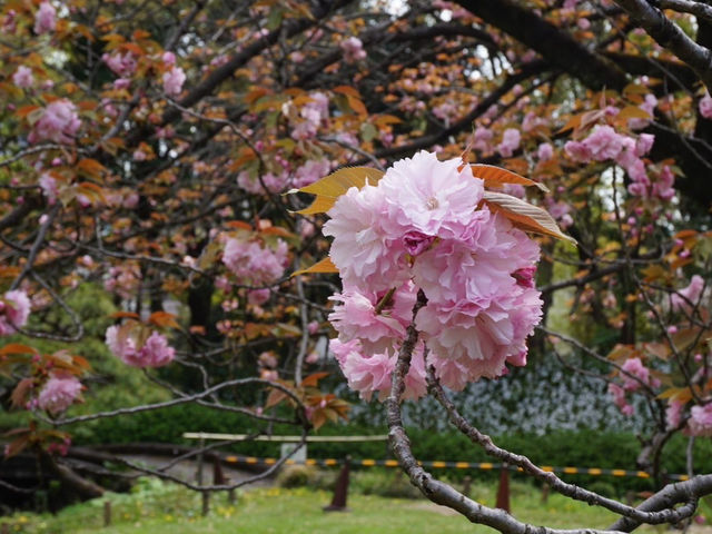 東京代代木公園的櫻花輕聲輕語