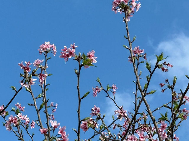 櫻花天堂