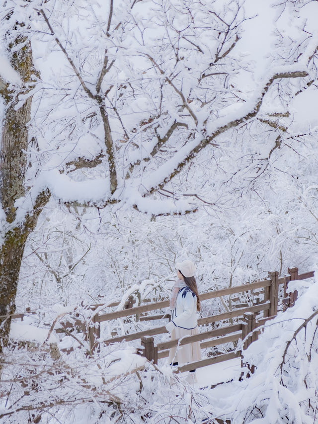 한국에 있는 진정한 겨울왕국 ❄️