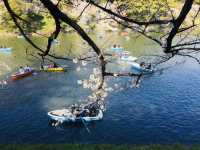 ซากุระริมคูน้ำที่ Chidorigafuchi เดินชิล พายเรือได้