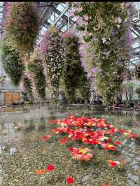 1年中満開のお花が楽しめる🌺 『ベゴニアガーデン』