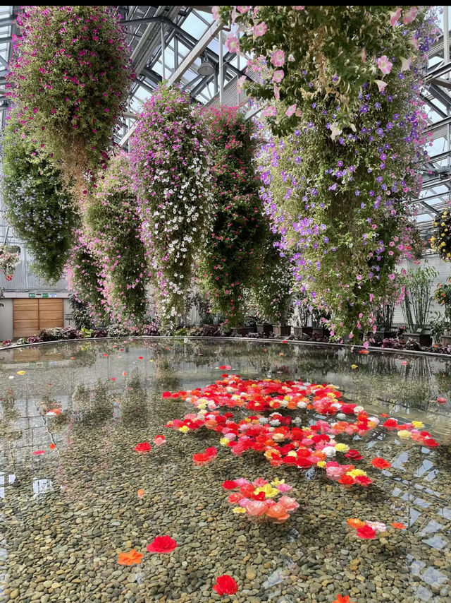 1年中満開のお花が楽しめる🌺 『ベゴニアガーデン』