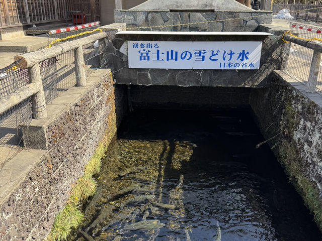 富士山 山中湖伊豆自駕遊之旅