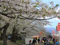 ซากุระบานริมสายน้ำ ที่ Hinokinai River, Kakunodate