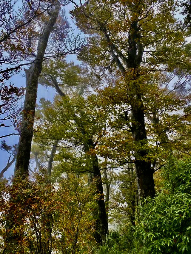 鎏金般耀眼的太平山山毛櫸步道