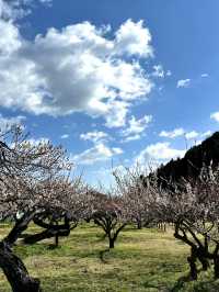 【埼玉×越生梅林】関東三大梅林のひとつ  幸せを招く福寿草も・・