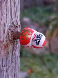 วัดที่มีแต่ดารุมะ(Katsuoji Temple)