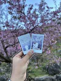 🌸🌸ซากุระเมืองไทย ขุนวาง-เชียงใหม่ 🌸🌸