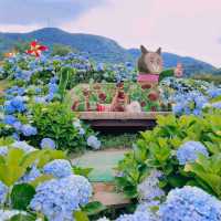 竹子湖 (Zhuzihu – Yangmingshan Calla Lily Fields)