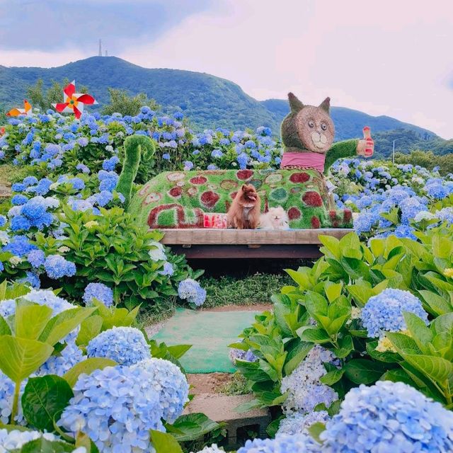 竹子湖 (Zhuzihu – Yangmingshan Calla Lily Fields)