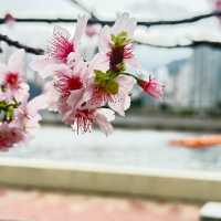 粉紅花海：石門安景街公園的櫻花盛景