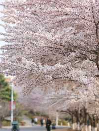 Chasing Sakura at Shandong🌸