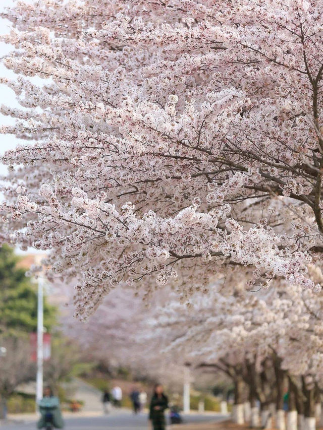 Chasing Sakura at Shandong🌸