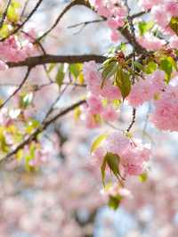 Chasing Sakura at Nami Island