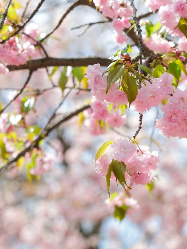 Chasing Sakura at Nami Island