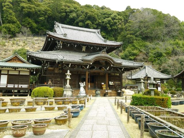【京都】知る人ぞ知るしだれ梅の梅園！京都宇治「三室戸寺」