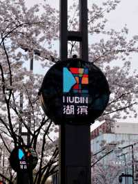 Binjiang Sakura Trail: Breathtaking Cherry Blossom Avenue