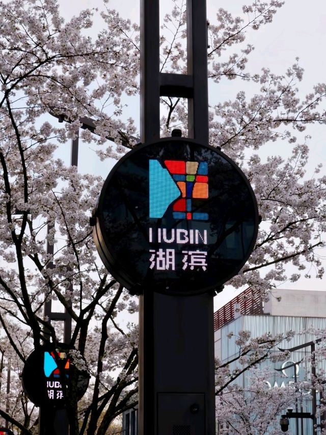 Binjiang Sakura Trail: Breathtaking Cherry Blossom Avenue