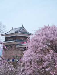 【長野】行かなきゃ損‼️桜と城の絶景🏯濃いピンクの桜ココ🌸