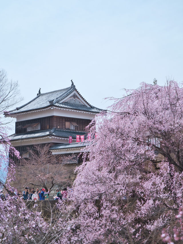 【長野】行かなきゃ損‼️桜と城の絶景🏯濃いピンクの桜ココ🌸