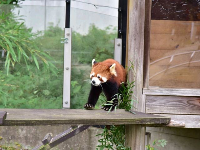 活力 . 愛媛県立とべ動物園