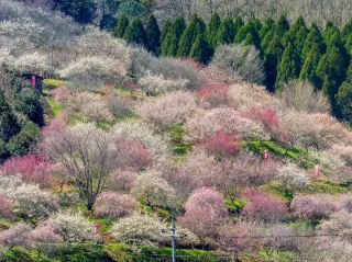 Chasing Plum Blossoms at Tsuyama City