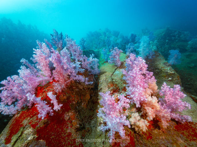 สำรวจ Dive site เกาะพระทอง