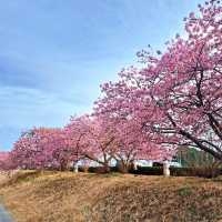 屋嘉兒童公園·賞櫻與遊樂樂趣