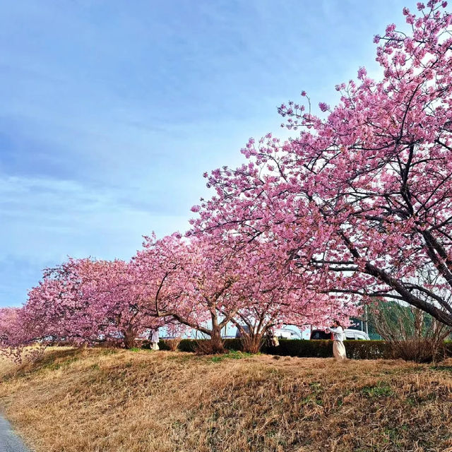屋嘉兒童公園·賞櫻與遊樂樂趣
