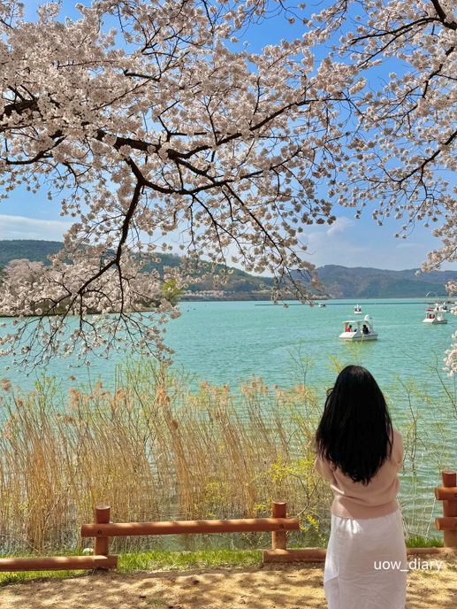 경주의 작은 벚꽃 왕국🌸